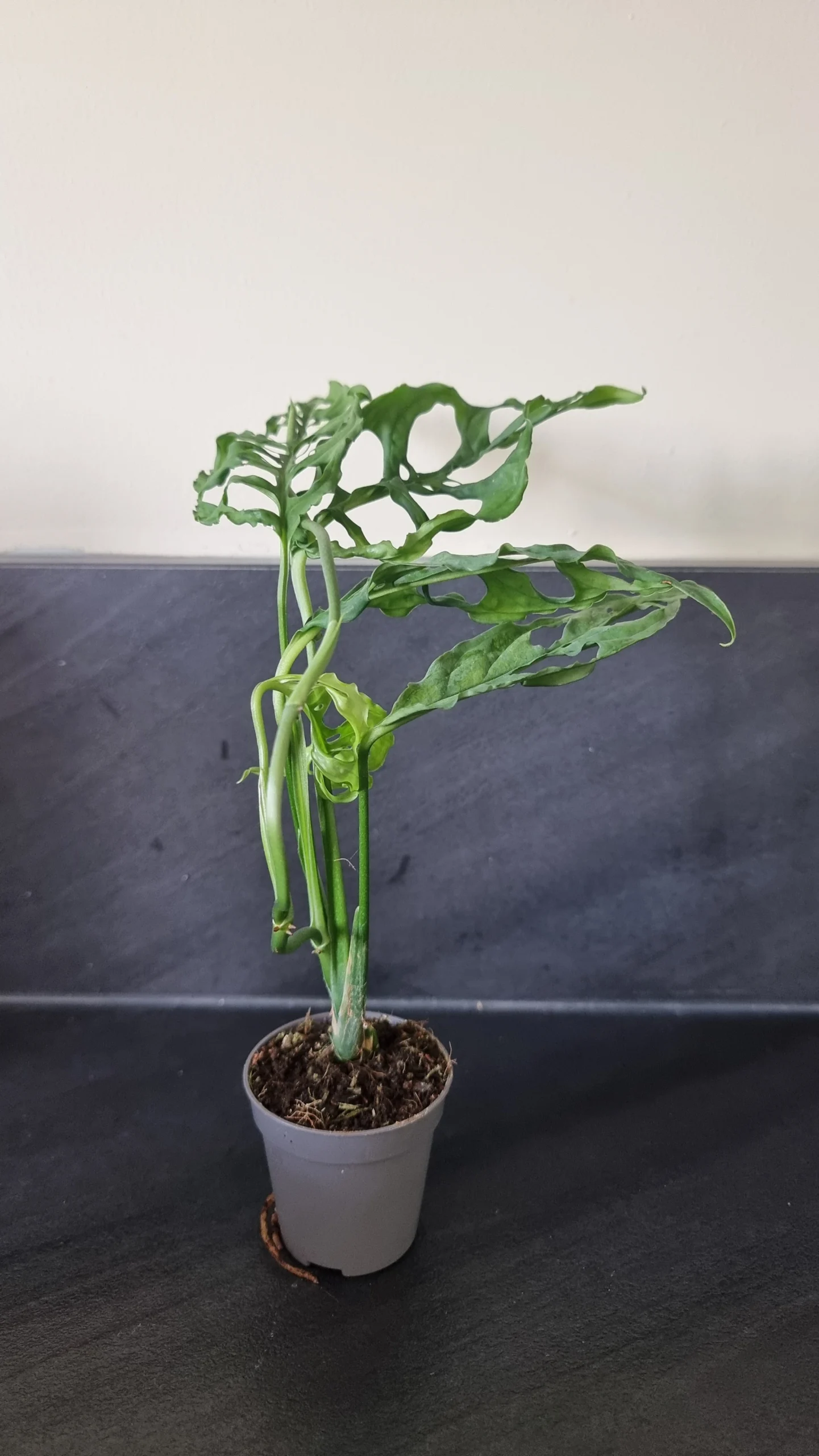 Monstera obliqua peru, plante entière 20cm