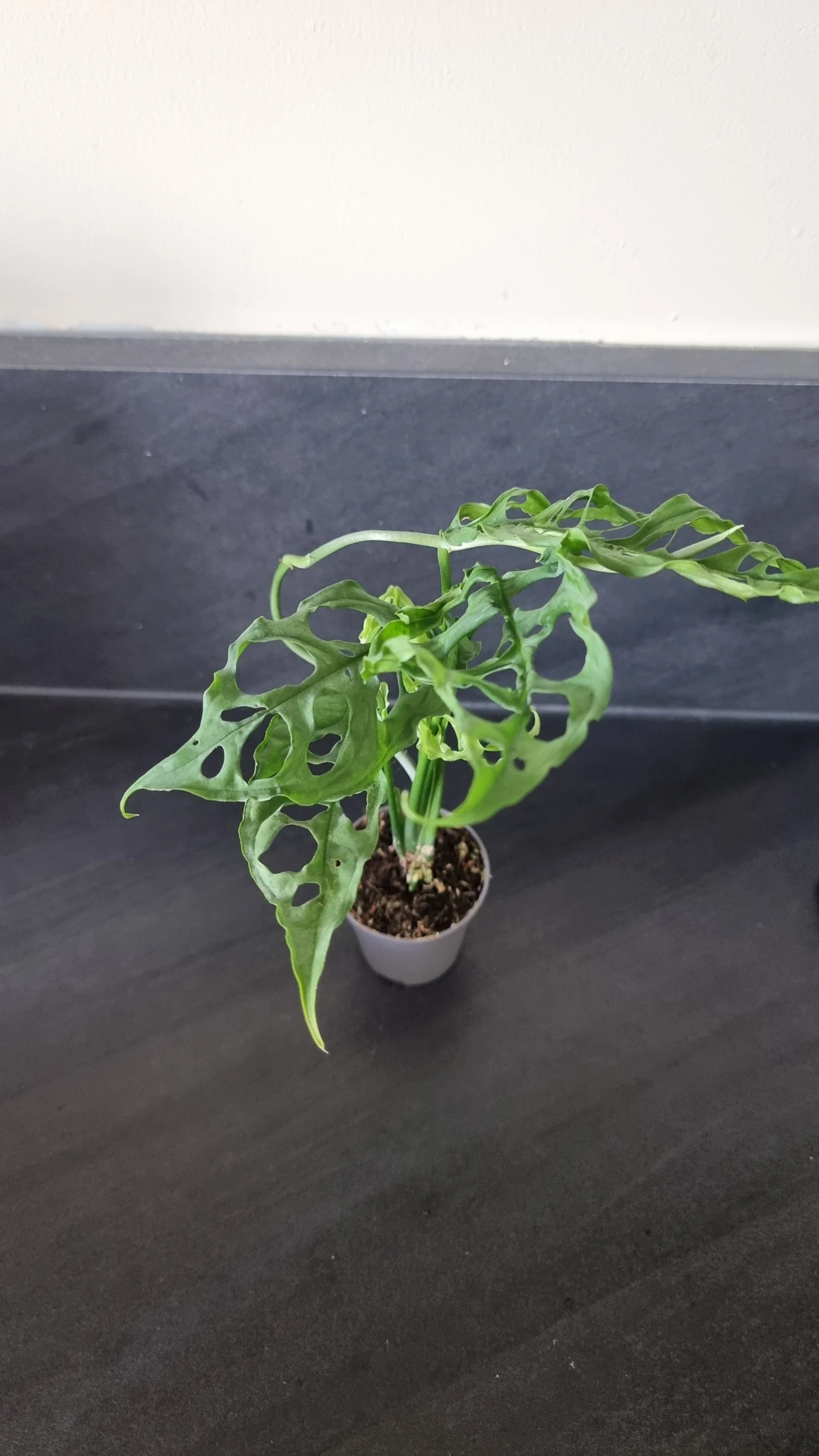 Monstera obliqua peru, plante entière 20cm