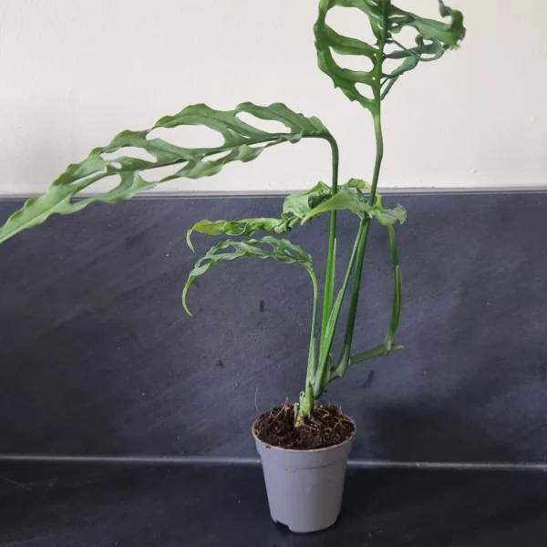Monstera obliqua peru, plante entière 20cm