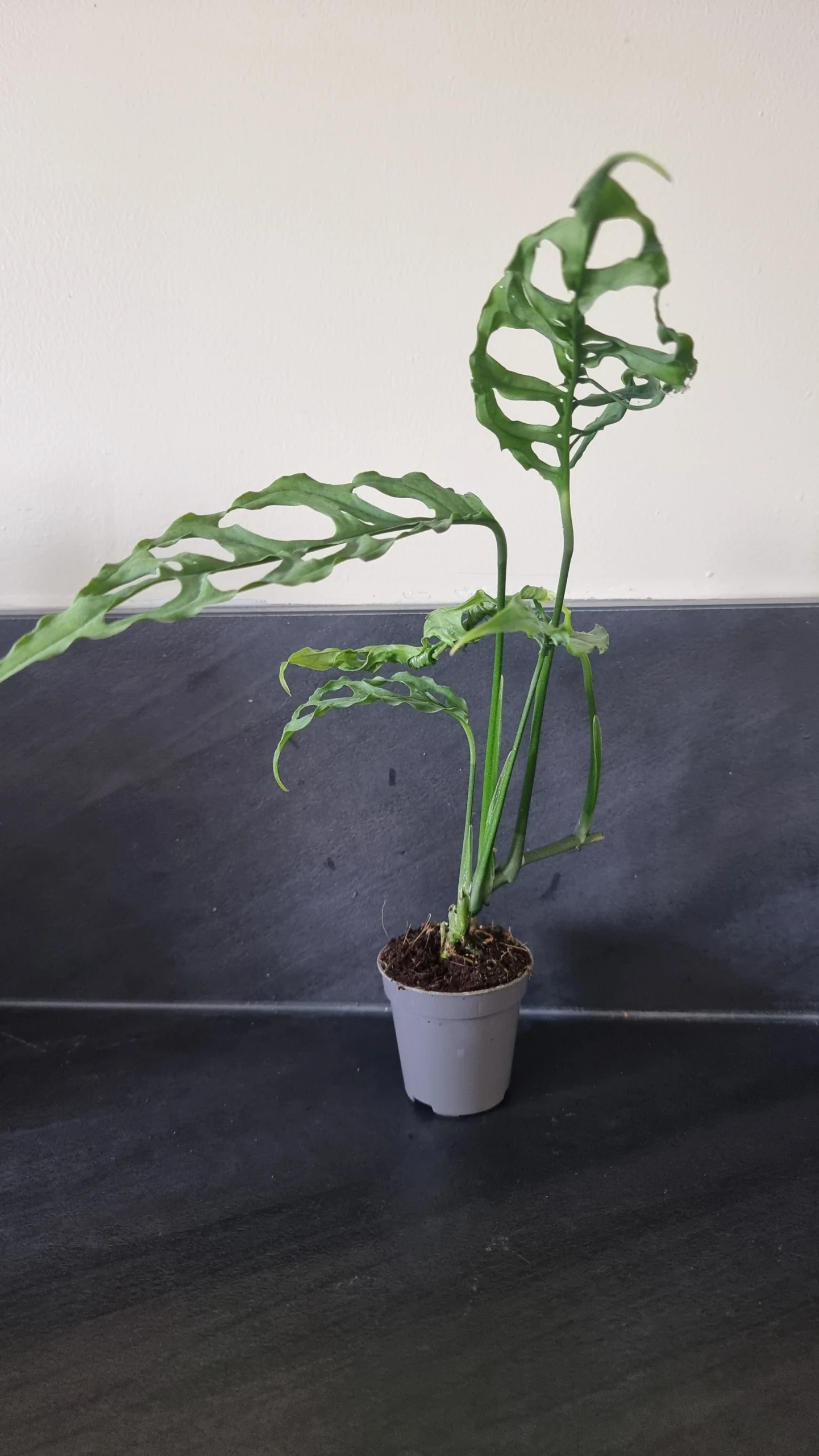 Monstera obliqua peru, plante entière 20cm