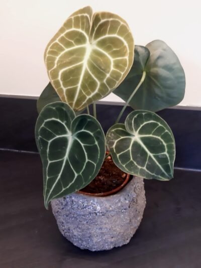 Acheter Anthurium Crystallinum en ligne