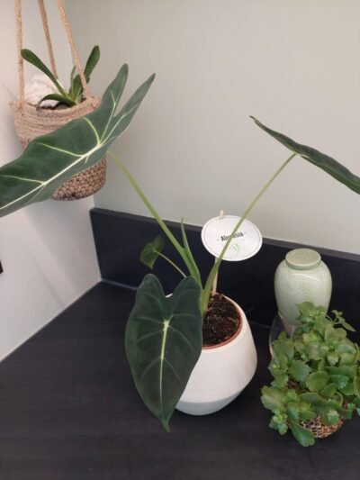 Acheter Alocasia Frydek Adulte – Image 8