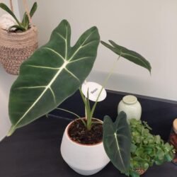 Acheter Alocasia Frydek Adulte