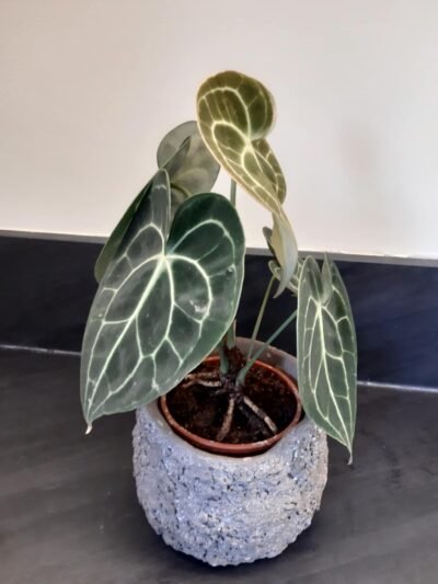 Acheter Anthurium Crystallinum en ligne entretien