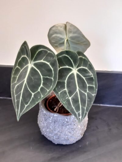 Anthurium Crystallinum en ligne conseils