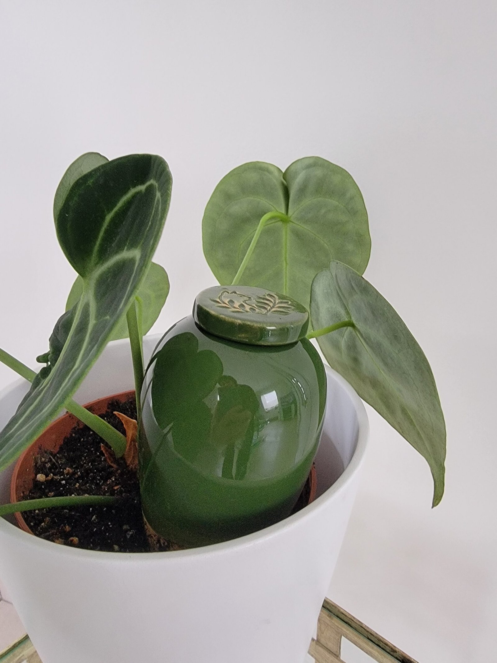 Anthurium Clarinervium 30cm adulte avec olla catnopée