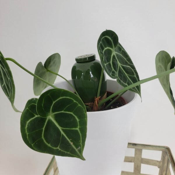 Anthurium Clarinervium 30cm adulte avec olla catnopée