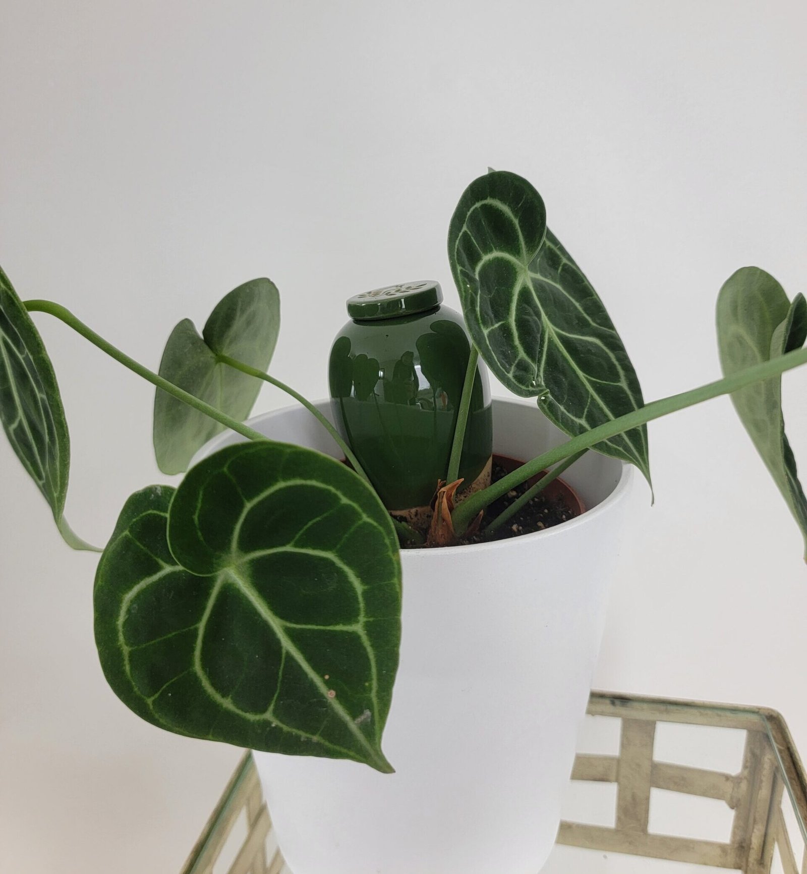 Anthurium Clarinervium 30cm adulte avec olla catnopée