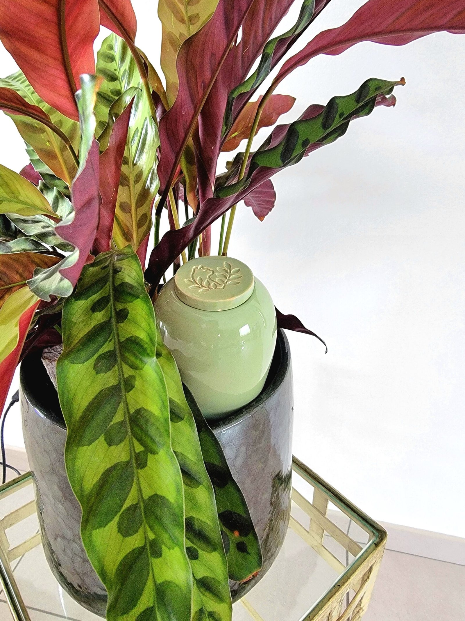 Olla catnopée dans calathea et pot de fleur