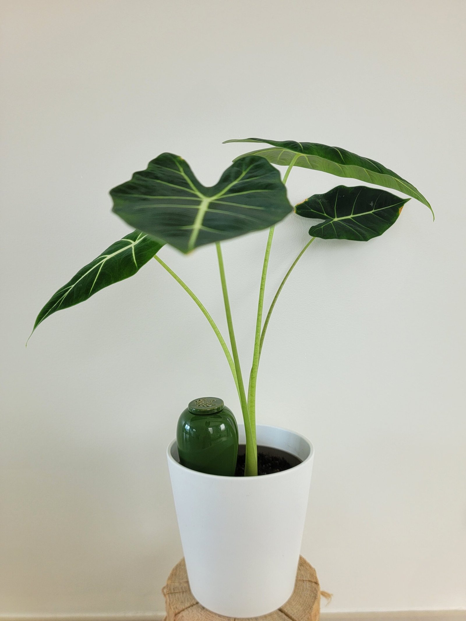 Alocasia Frydek plante adulte 50ccm avec irrigation goutte à goutte