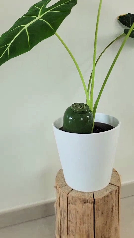 Remplissage olla plante pour irrigation goutte à goutte