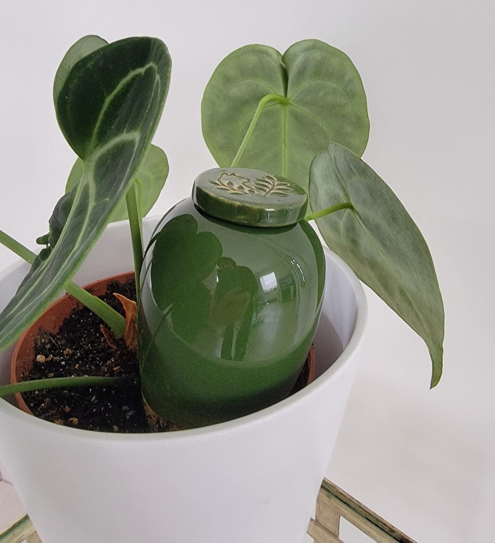 Olla catnopée vert sapin oya à planter irrigation goutte à goutte