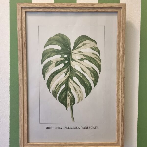 Affiche Monstera Variegata dans un cadre en bois