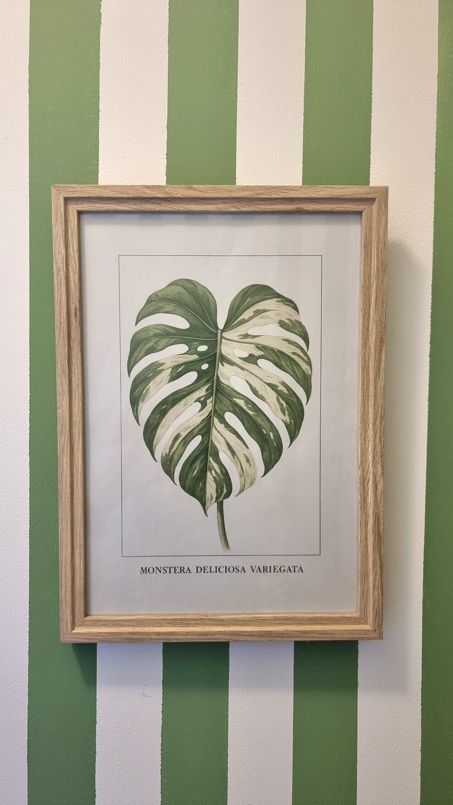 Affiche Monstera Variegata dans un cadre en bois