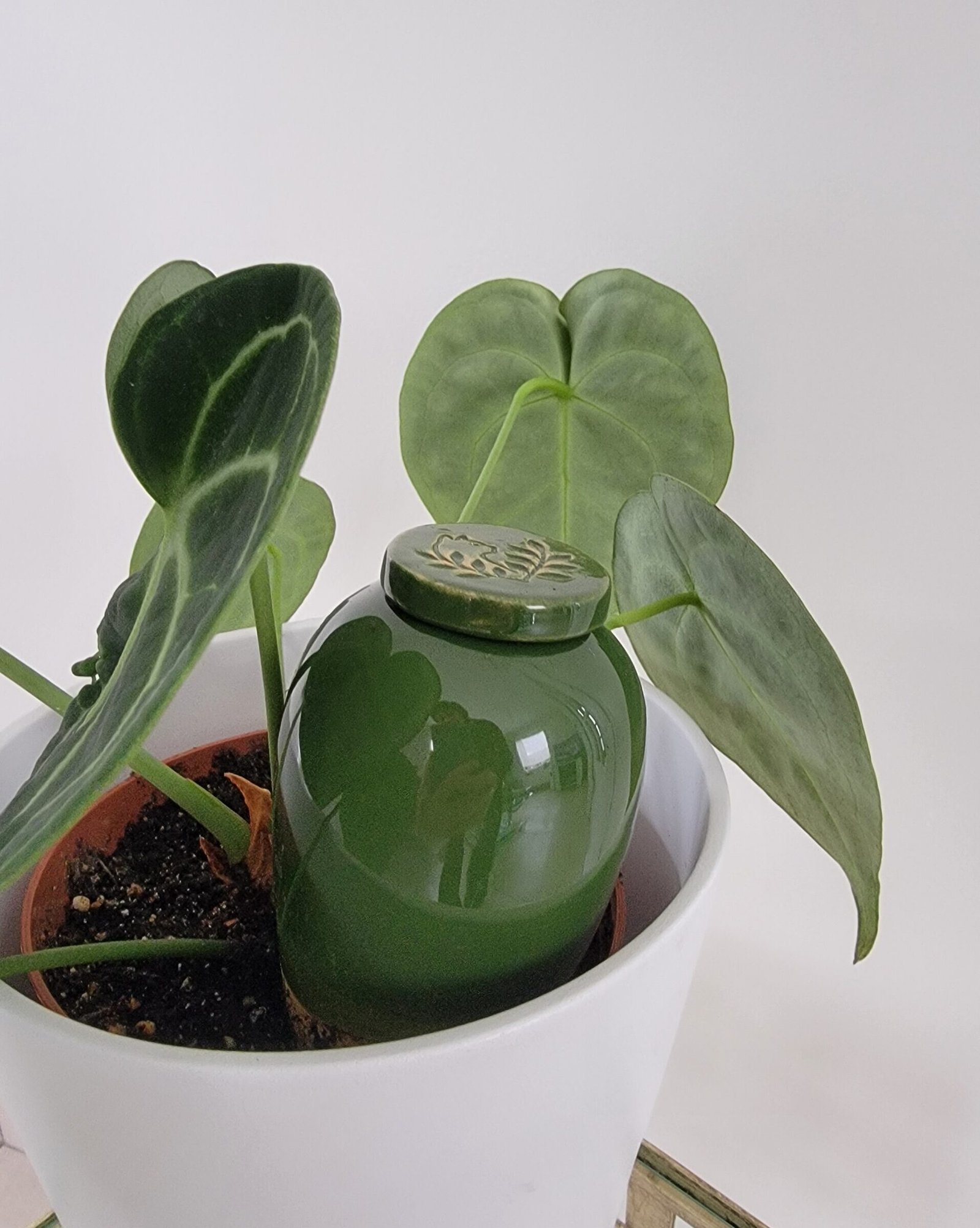 Olla catnopée vert sapin oya à planter irrigation goutte à goutte