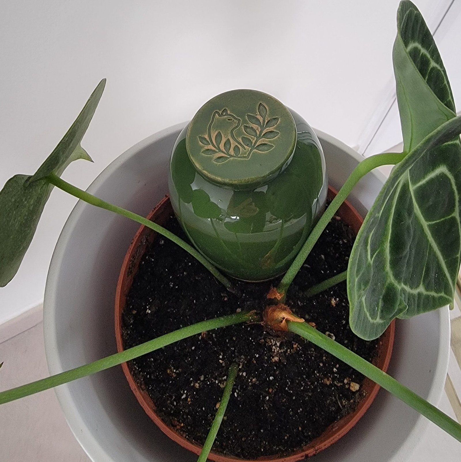 Olla catnopée vert sapin avec bouchon céramique chat