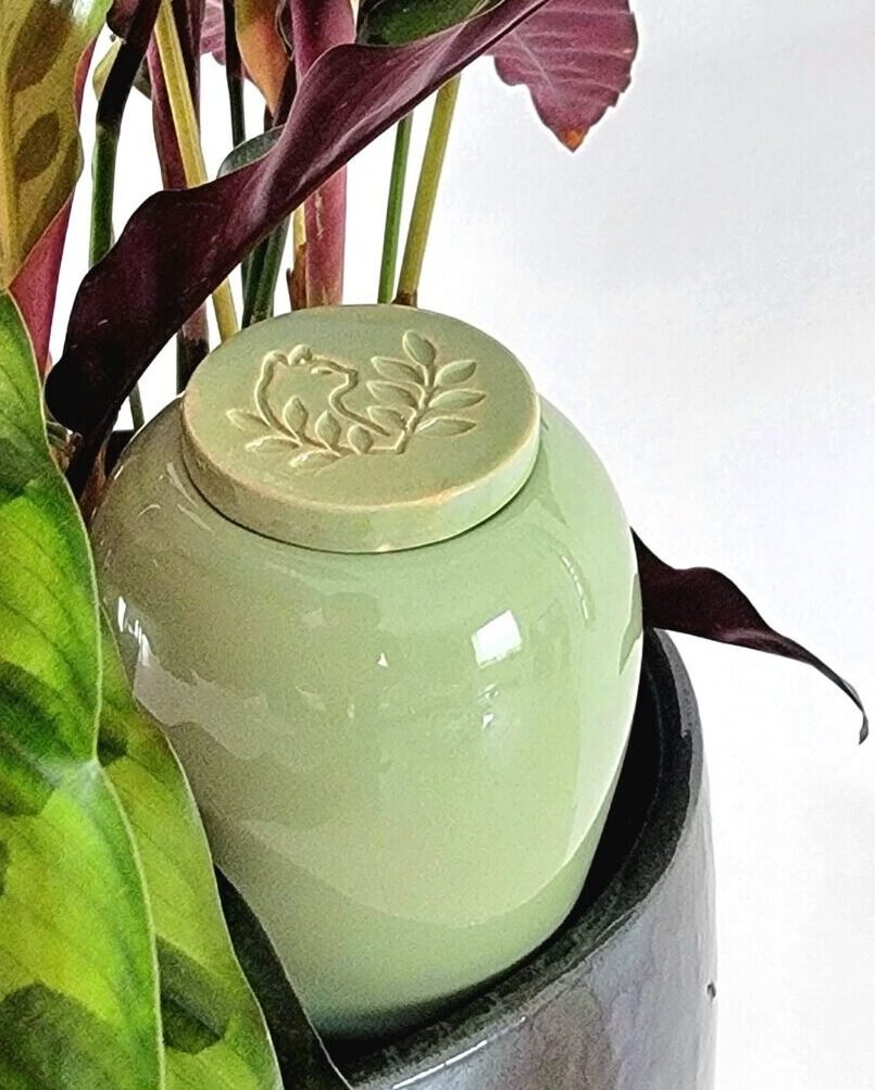 Olla Catnopée vert clair dans calathea