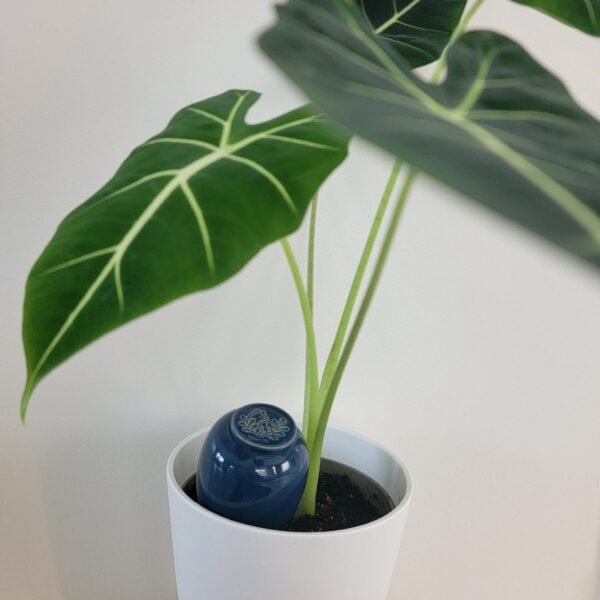 olla bleu profond dans plante alocasia frydek adulte