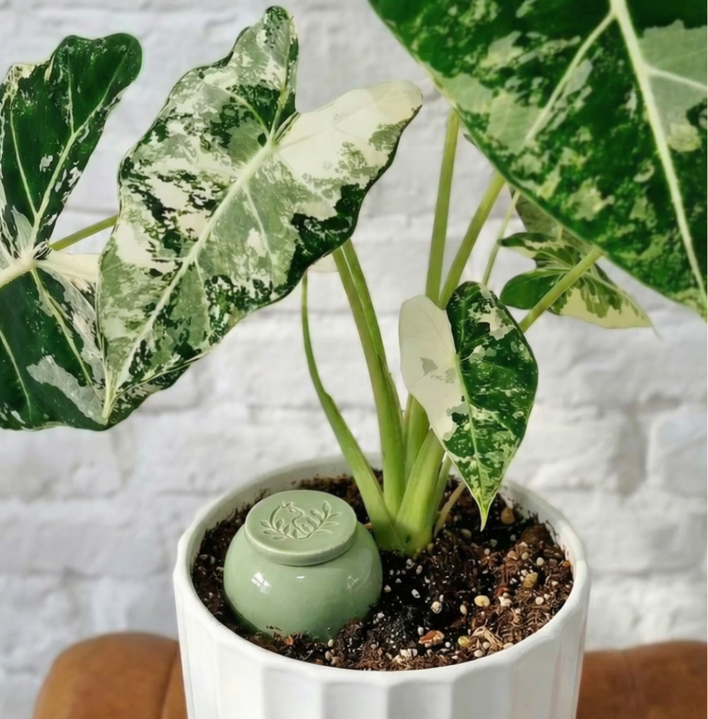 Alocasia frydek variegata avec olla à planter