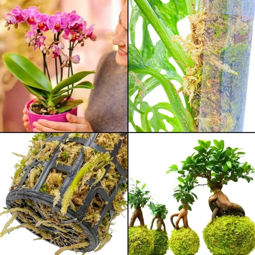 Sphaigne fraiche et vivante pour bouturage et pousse de bulbilles