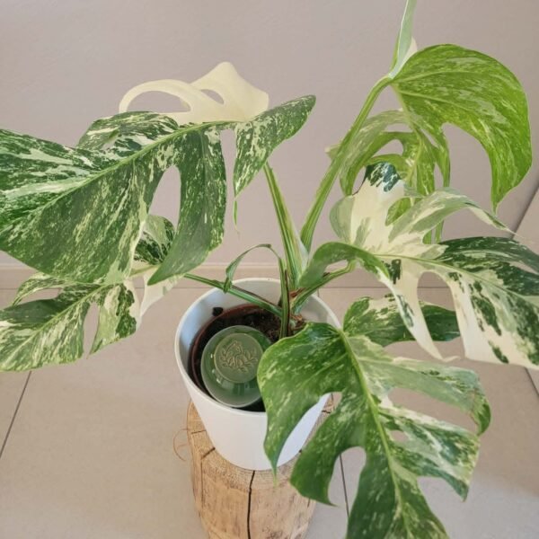 Pack Monstera Variegata + Olla Catnopée verte
