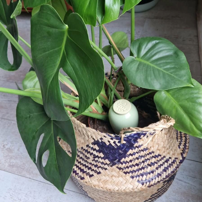 Monstera avec olla pour idée cadeau fête des mères