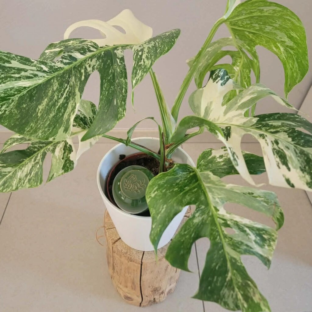Comment arroser ses plantes en vacances, arrosage automatique par olla dans la plante